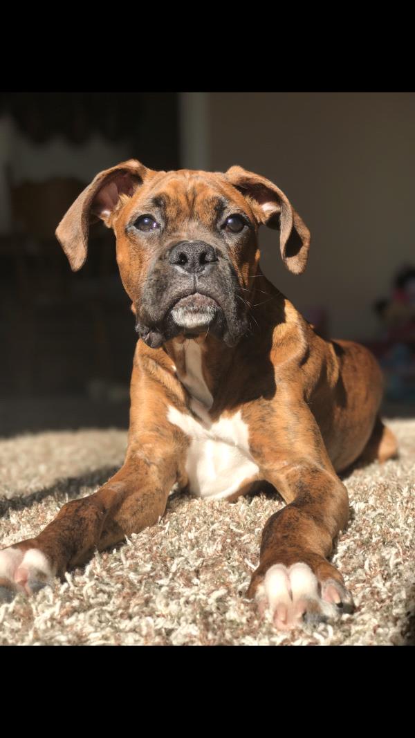 /Images/uploads/Humane Society of Utah/HSU2018/entries/4532thumb.jpg